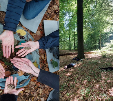 Bains de forêt - Shinrin Yoku du printemps et de l'été - Déconnexion, ressourcement et bien-être en forêt
