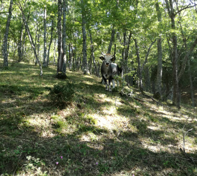 Méditation et éveil sensoriel en forêt