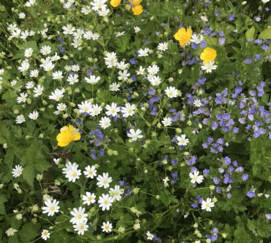 JPO HM : Votre cerveau en mode automatique...et si on changeait?